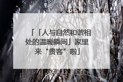 「人与自然和谐相处的温暖瞬间」家里来“贵客”啦