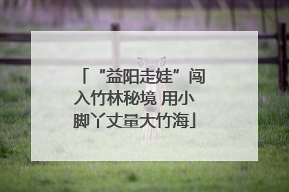 “益阳走娃”闯入竹林秘境 用小脚丫丈量大竹海