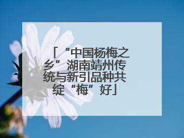 “中国杨梅之乡”湖南靖州传统与新引品种共绽“梅”好