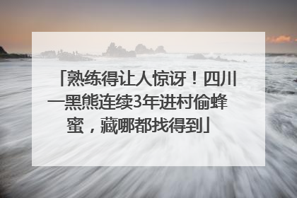 熟练得让人惊讶！四川一黑熊连续3年进村偷蜂蜜，藏哪都找得到