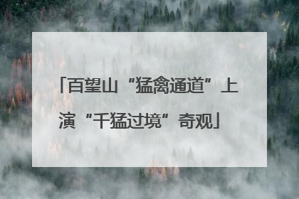 百望山“猛禽通道”上演“千猛过境”奇观