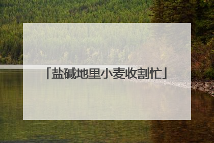 盐碱地里小麦收割忙