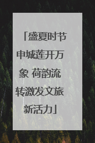 盛夏时节申城莲开万象 荷韵流转激发文旅新活力