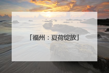 福州：夏荷绽放