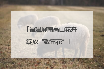 福建屏南高山花卉绽放“致富花”