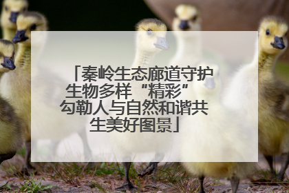 秦岭生态廊道守护生物多样“精彩” 勾勒人与自然和谐共生美好图景