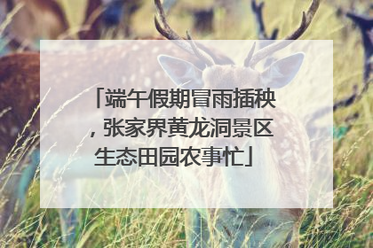 端午假期冒雨插秧，张家界黄龙洞景区生态田园农事忙
