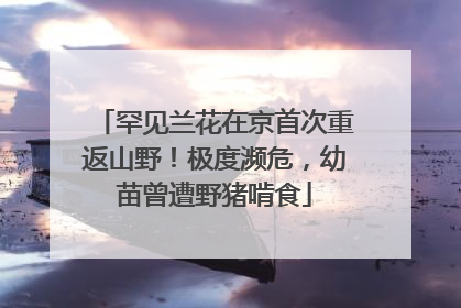 罕见兰花在京首次重返山野！极度濒危，幼苗曾遭野猪啃食