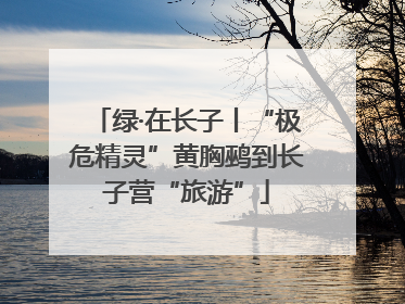 绿·在长子丨“极危精灵”黄胸鹀到长子营“旅游”