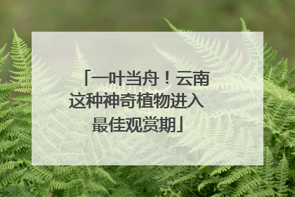 一叶当舟！云南这种神奇植物进入最佳观赏期