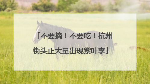 不要摘！不要吃！杭州街头正大量出现紫叶李