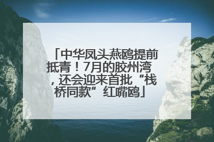 中华凤头燕鸥提前抵青！7月的胶州湾，还会迎来首批“栈桥同款”红嘴鸥