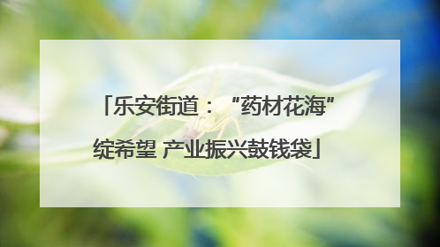 乐安街道：“药材花海”绽希望 产业振兴鼓钱袋