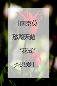 南京莫愁湖天鹅“花式”秀恩爱