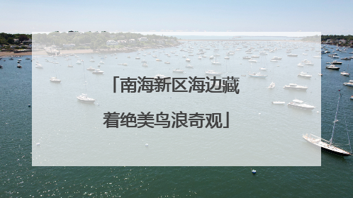 南海新区海边藏着绝美鸟浪奇观