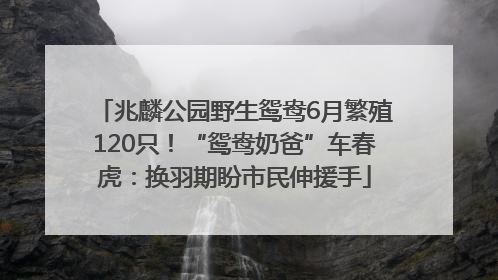 兆麟公园野生鸳鸯6月繁殖120只！“鸳鸯奶爸”车春虎：换羽期盼市民伸援手