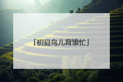 初夏鸟儿育雏忙