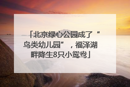 北京绿心公园成了“鸟类幼儿园”，福泽湖畔降生8只小鸳鸯