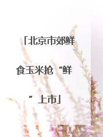 北京市郊鲜食玉米抢“鲜”上市