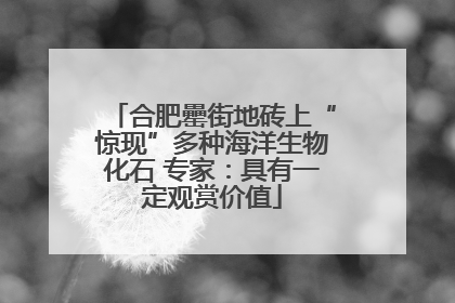 合肥罍街地砖上“惊现”多种海洋生物化石 专家：具有一定观赏价值