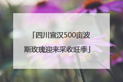 四川宣汉500亩波斯玫瑰迎来采收旺季