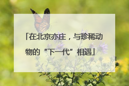 在北京亦庄，与珍稀动物的“下一代”相遇
