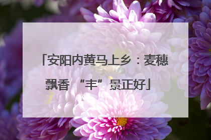 安阳内黄马上乡：麦穗飘香 “丰”景正好