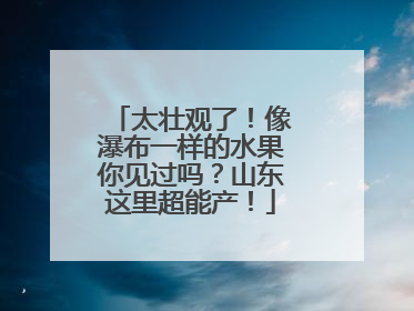 太壮观了！像瀑布一样的水果你见过吗？山东这里超能产！