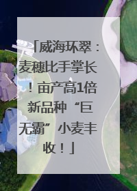 威海环翠：麦穗比手掌长！亩产高1倍 新品种“巨无霸”小麦丰收！
