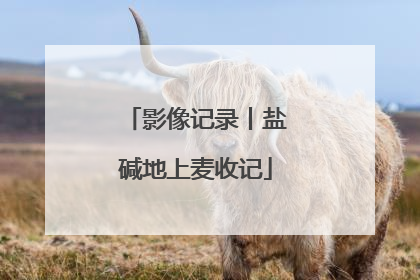 影像记录丨盐碱地上麦收记
