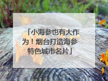 小海参也有大作为！烟台打造海参特色城市名片