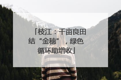 枝江：千亩良田结“金穗”，绿色循环助增收