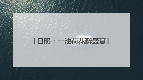 日照：一池荷花醉盛夏