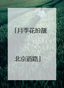 月季花扮靓北京道路
