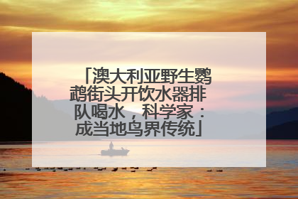 澳大利亚野生鹦鹉街头开饮水器排队喝水，科学家：成当地鸟界传统
