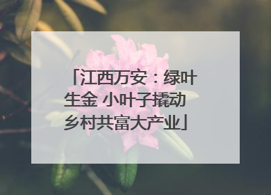 江西万安：绿叶生金 小叶子撬动乡村共富大产业