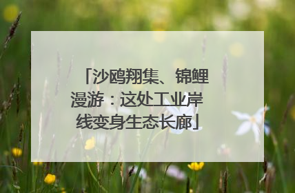 沙鸥翔集、锦鲤漫游：这处工业岸线变身生态长廊