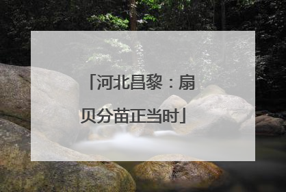 河北昌黎：扇贝分苗正当时