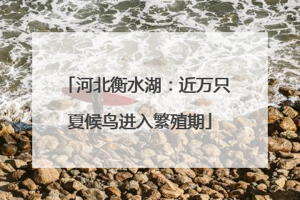 河北衡水湖：近万只夏候鸟进入繁殖期
