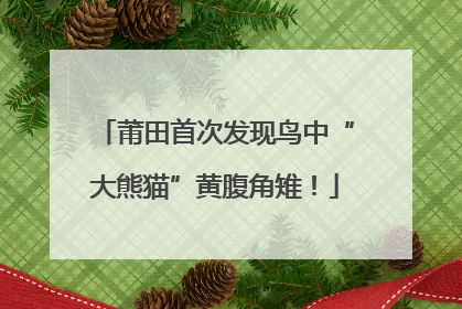 莆田首次发现鸟中“大熊猫”黄腹角雉！