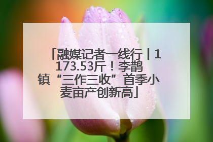 融媒记者一线行丨1173.53斤！李鹊镇“三作三收”首季小麦亩产创新高