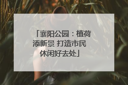 襄阳公园：植荷添新景 打造市民休闲好去处