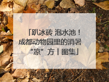 趴冰砖 泡水池！成都动物园里的消暑“凉”方丨图集