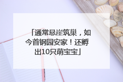 通常悬崖筑巢，如今首钢园安家！还孵出10只萌宝宝