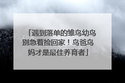 遇到落单的雏鸟幼鸟别急着捡回家！鸟爸鸟妈才是最佳养育者