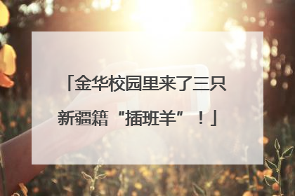 金华校园里来了三只新疆籍“插班羊”！