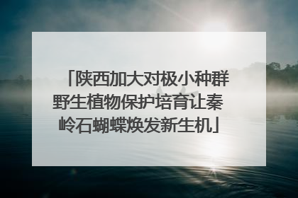 陕西加大对极小种群野生植物保护培育让秦岭石蝴蝶焕发新生机