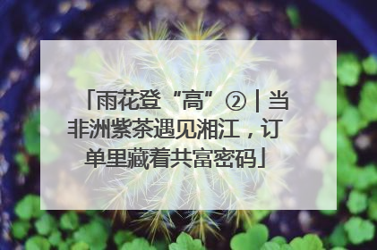 雨花登“高”②｜当非洲紫茶遇见湘江，订单里藏着共富密码