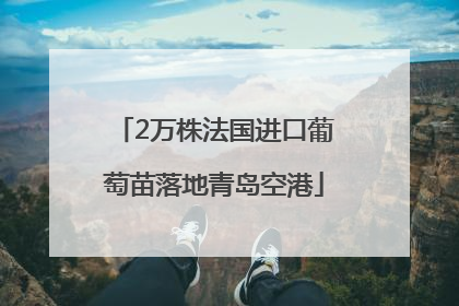 2万株法国进口葡萄苗落地青岛空港