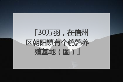 30万羽，在信州区朝阳镇有个鹌鹑养殖基地（图）